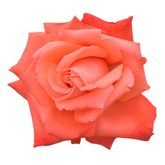 Beautiful koral garden rose isolated on white. Sainkt-Petersburg Botanical Garden. © Viktoria
