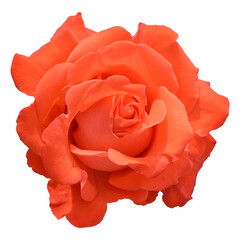 Beautiful koral garden rose isolated on white. Sainkt-Petersburg Botanical Garden. © Viktoria