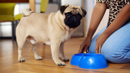 Close up of african woman feeding cute dog in kitchen at home