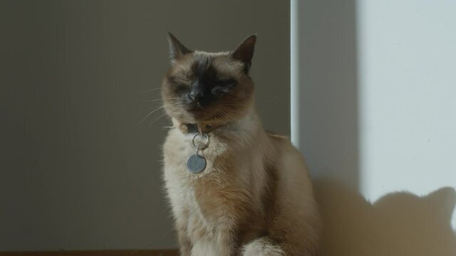 Footage of a house cat sitting and chillin in the afternoon light coming through a window.