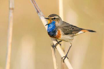 White-spotted Bluethroat, Cyanecula svecica cyanecula