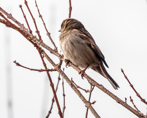Sparrow sitting on the branches on light background, closeup shot