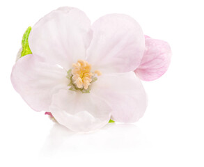 Naklejka na ściany i meble Apple tree flowers isolated on white, spring blossoms