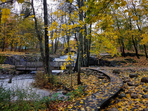 Autumn park scene with duckboards, rocks, waterfall, trees and yellow leaves.