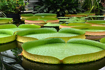 Fototapeta premium Leaves of Victoria amazonica on pond. Sankt-Petersburg botanical garden.