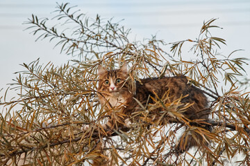 Little fluffy gray-white kitten sitting on a tree. Funny domestic animals