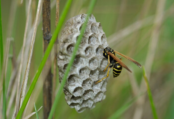 Wasp guarding its nest combs feeding offspring, blurred green background
