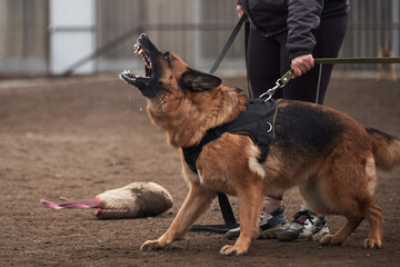 Protective training of German shepherd dog. Shepherd black and red color of working breeding from...
