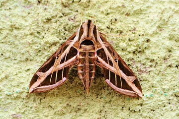 exotic moth