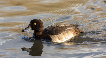 Swimming Tufted duck including reflection, London 