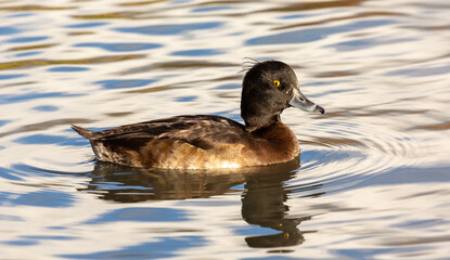 Tufted duck including reflection, London 