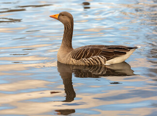 Swimming Greylag Goose with reflection, London 