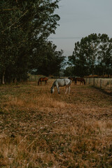 Horses together, white horse, brown horse, black and white horse, field, rural, nature animals
