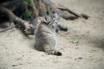 Pallas's cat  (Otocolobus manul). Manul is living in the grasslands and montane steppes of Central...