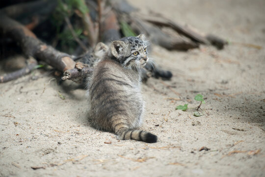 Pallas's Cat  (Otocolobus Manul). Manul Is Living In The Grasslands And Montane Steppes Of Central Asia.  Little Cute Baby Manul. Learning Process. Small Wild Kitten. First Step