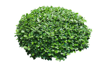 green bush isolated on white background.	
