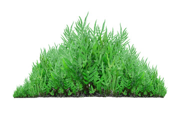 Green leaves of tropical plants bush isolated on white background.	