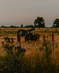 Horses together, white horse, brown horse, black and white horse, field, rural, nature animals