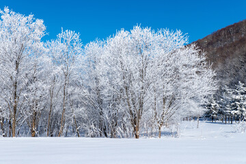 北海道冬の風景　富良野の樹氷