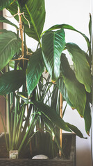 Peace Lily giant plant indoors.