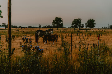 Horses together, white horse, brown horse, black and white horse, field, rural, nature animals