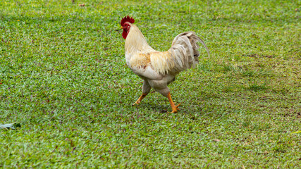 White male rooster walking gracefully in a green grass field, Large red crest in the face,