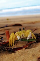 crab on the beach