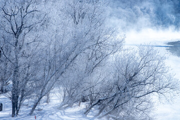 北海道冬の風景　富良野の樹氷