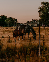 Horses together, white horse, brown horse, black and white horse, field, rural, nature animals