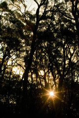 Obraz premium sunbeam light shines through silhouette of forest trees Morton National park , a popular stopping point for tourists travelling towards the Southern Highlands, Australia.