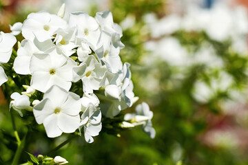 Elegant white phlox flowers bush on the blurred green background. Floral backdrops and patterns with copy space for text