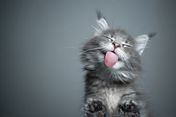 bottom view of a cute blue tabby maine coon kitten licking glass table on gray background with copy space - obrazy, fototapety, plakaty