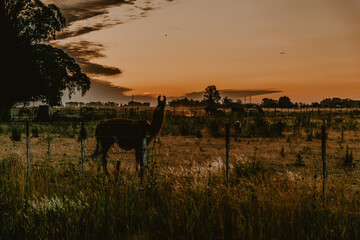 llama in the field, llama field animal, llama animal, llama fauna
