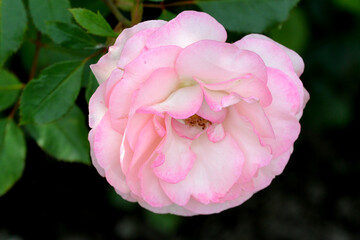 Beautiful light pink garden rose on a green background. Variety Charles Aznavour. Sainkt-Petersburg Botanical Garden.