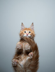 bottom view of cute ginger maine coon kitten sitting on glass table looking at camera with copy space