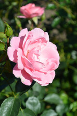 Beautiful aroma garden rose on a green background. Stock illustration for your romantic design.