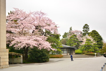 桜