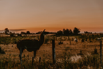 llama in the field, llama field animal, llama animal, llama fauna