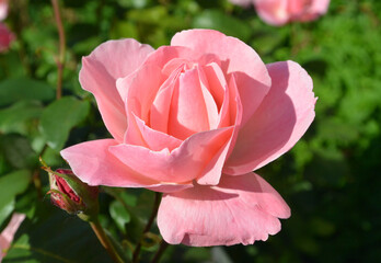 Beautiful aroma garden rose on a green background. Stock illustration for your romantic design.