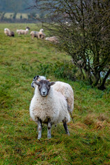 Cotswold fields full of sheep in winter