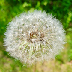 dandelion © Mateusz