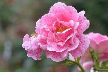 Fototapeta premium Beautiful aroma garden rose on a green background. Stock illustration for your romantic design.