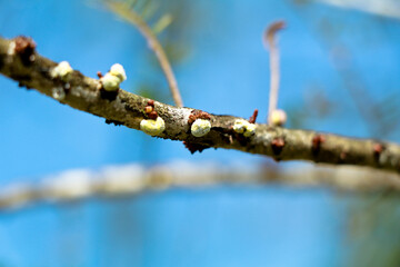 Sap – sucking insects on a gooseberry branch