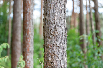 Pine tree trunks in the forest in summer