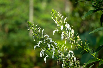 White color flowers of wild tobacco or Lobelia nicotianifolia