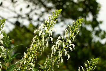 White color flowers of wild tobacco or Lobelia nicotianifolia