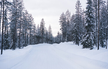 Empty snowy road in winter forest in daylight