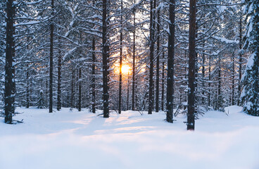 Fototapeta premium Calm winter forest at sunrise time