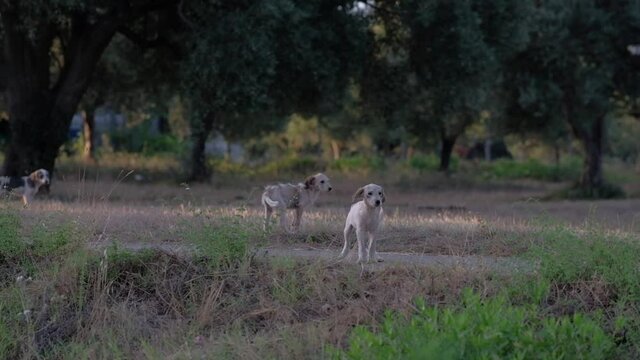 a group of puppies play