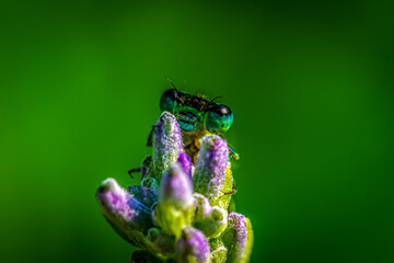 dragonfly on a lavender flower